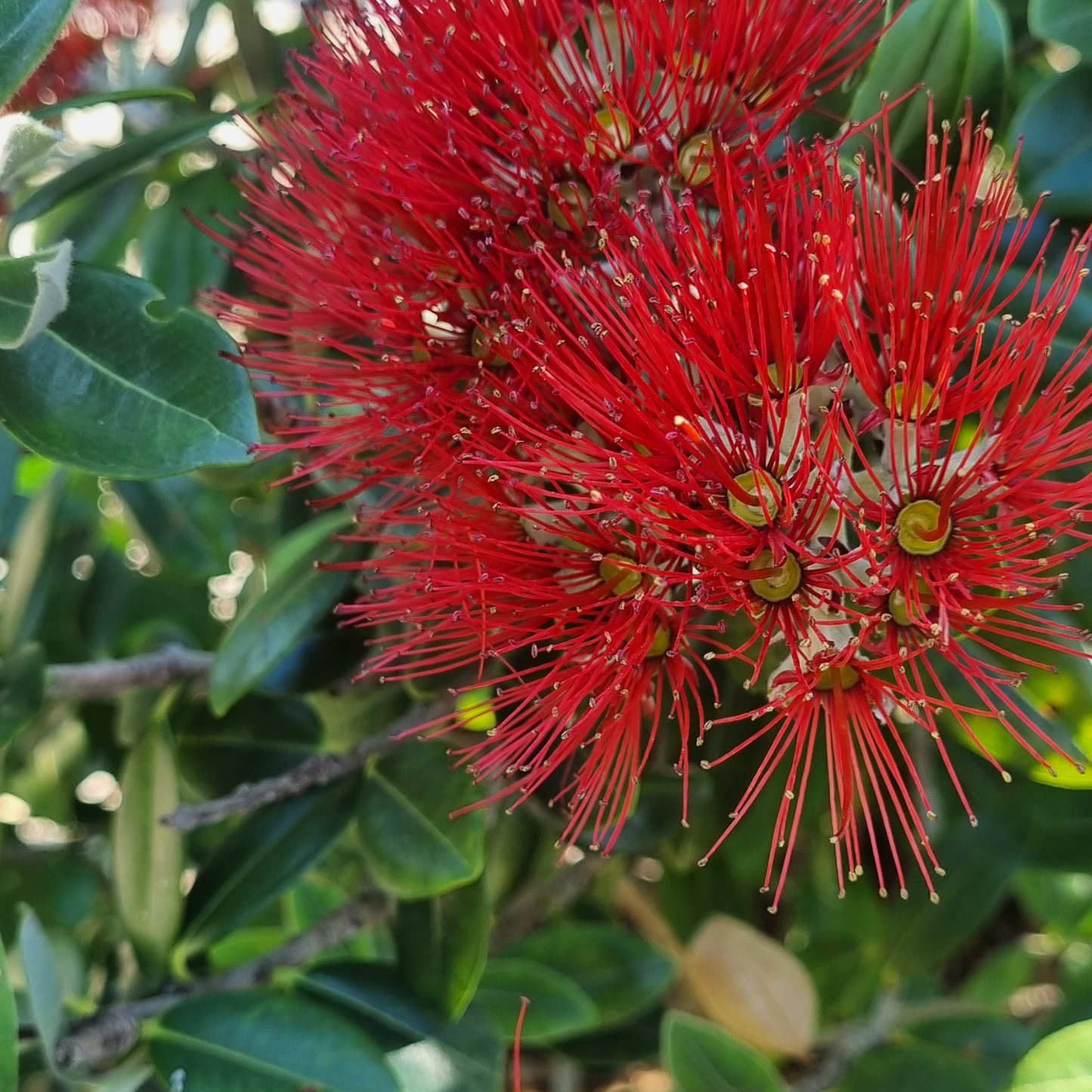 Pōhutukawa leaf earrings