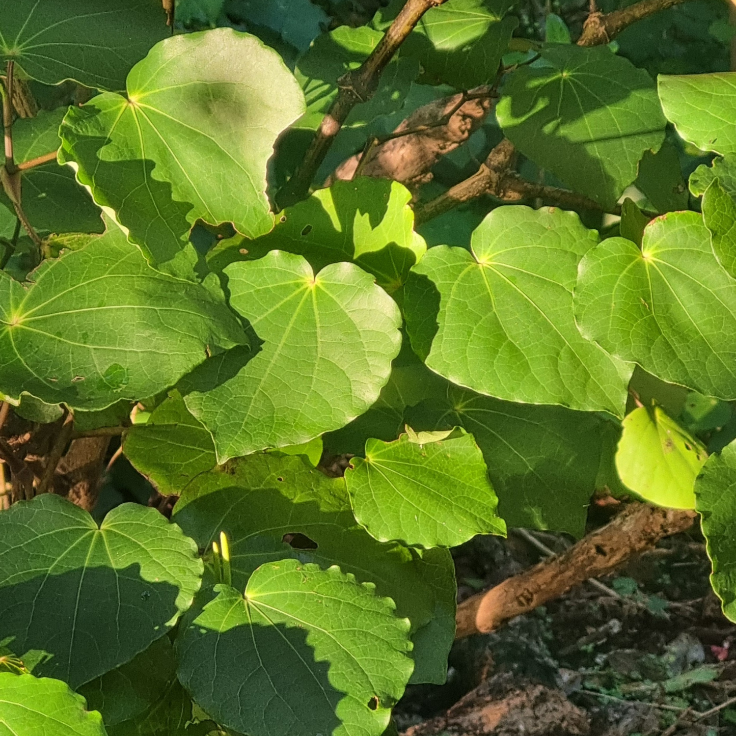 Kawakawa leaf necklace