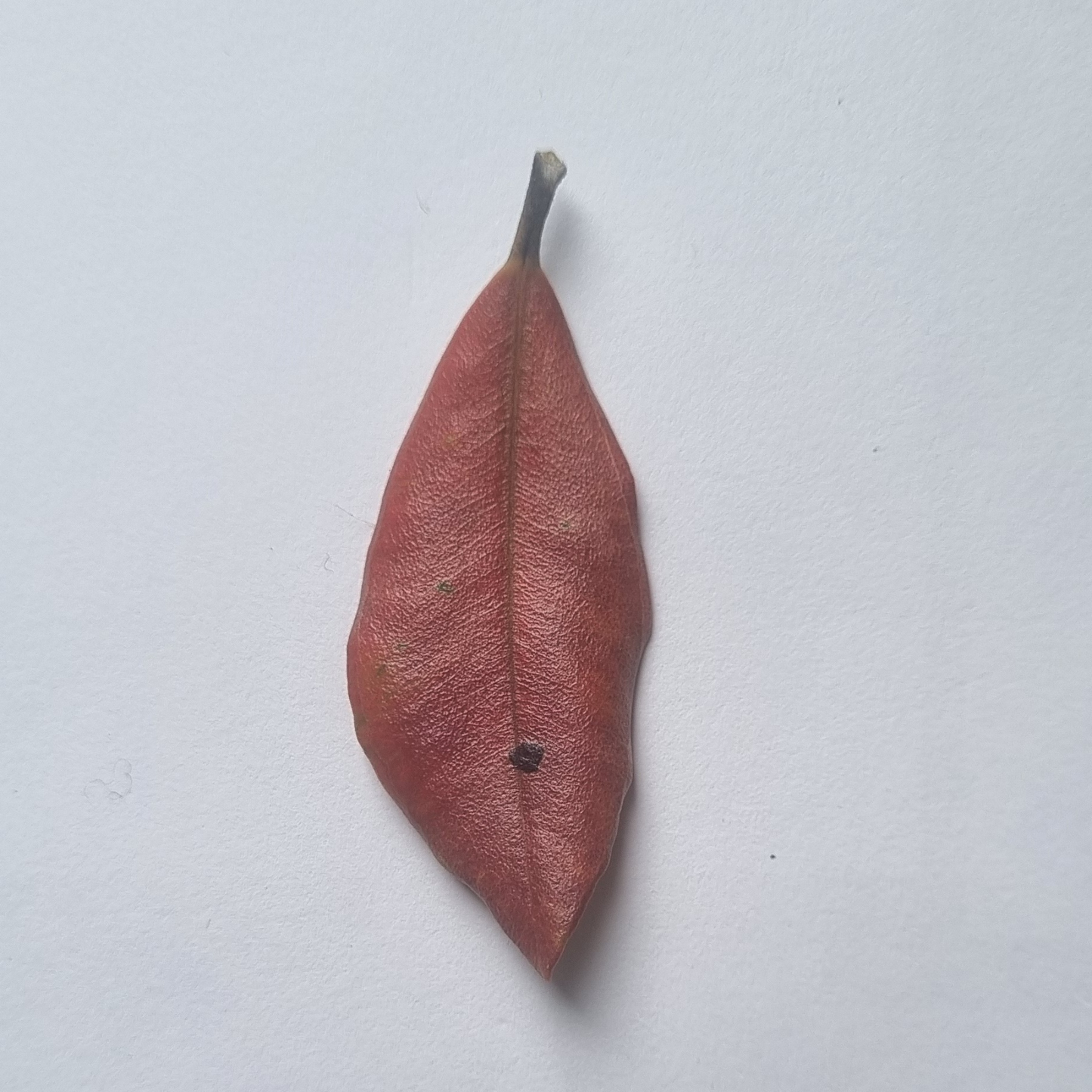Pōhutukawa leaf earrings